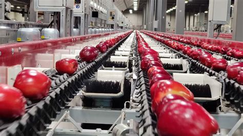 Aweta Sorting And Packing Solutions For Fruit And Vegetables