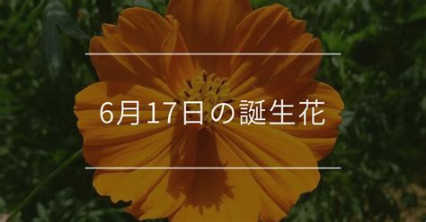 6月17日の誕生花：キバナコスモス・リアトリスの花言葉など 観葉植物・お花の通販 And Plants アンドプランツ