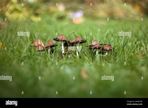 Psilocybe Semilanceata Fotos Und Bildmaterial In Hoher Aufl Sung Alamy