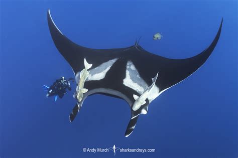 Oceanic Manta Ray 328 | Sharks and Rays