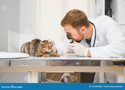 Veterinarian Doctor Checking Cat At A Vet Clinic Stock Photo Image Of