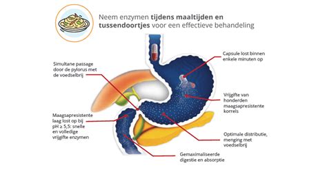 Enzymen Alvleeskliervereniging