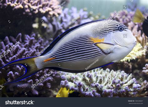 Sohal Surgeonfish Sohal Tang Acanthurus Sohal Stock Photo