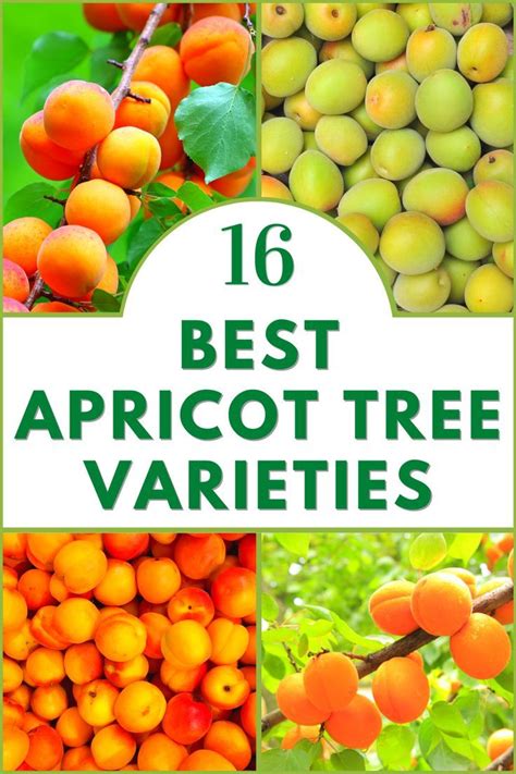 16 Apricot Tree Varieties | Apricot tree, Fruit tree garden, Fruit garden