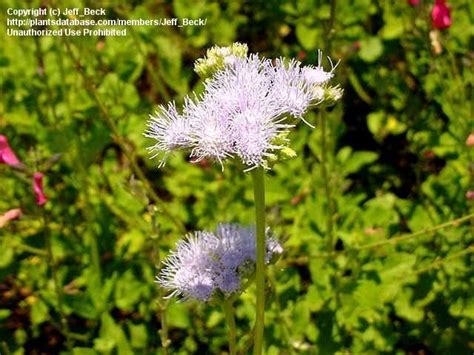 PlantFiles Pictures Conoclinium Species Blue Mistflower Hardy