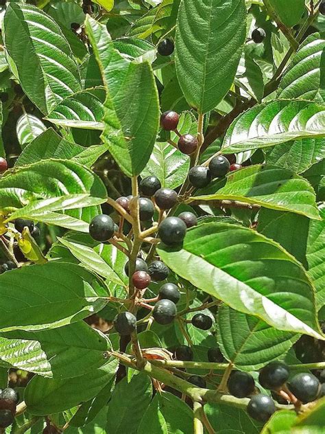 Cascara Sagrada: Manfaat - Efek Samping dan Tips Penggunaan - IDN Medis