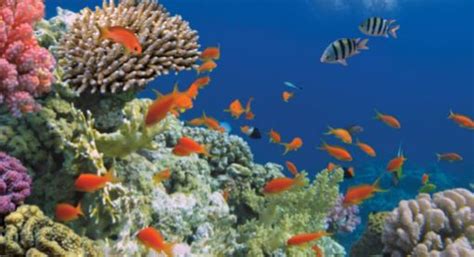 Ambiente Aquatico E Terrestre - Ecossistemas Aquáticos e Terrestres - Cola da Web