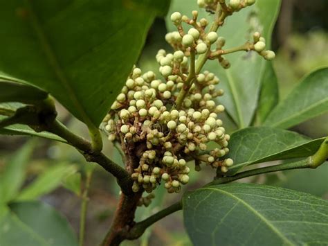 Macro Of Glycosmis Pentaphylla Jamaica Plant Stock Image Image Of Green Flower 263323553