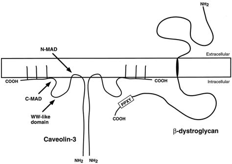 Caveolin Directly Interacts With The C Terminal Tail Of