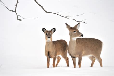 Animals that Thrive in Cold Weather - Varment Guard Wildlife Services