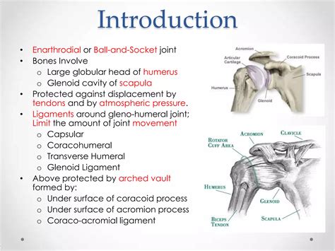The shoulder joint | PPTX