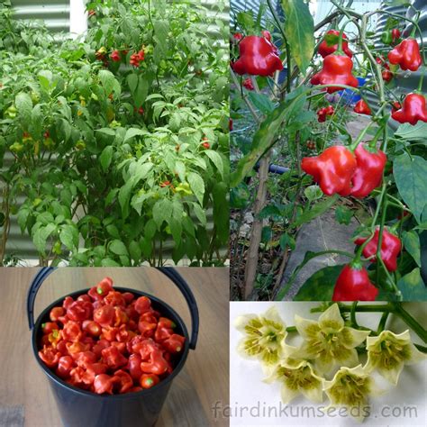 Bell Pepper Bishops Crown Chilli Capsicum Baccatum Seeds | Fair Dinkum ...