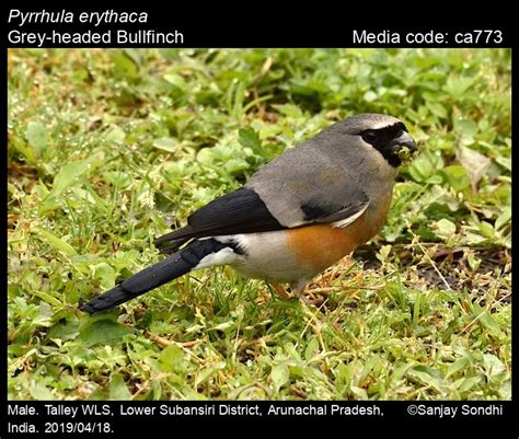 Pyrrhula Erythaca Blyth 1862 Grey Headed Bullfinch Birds