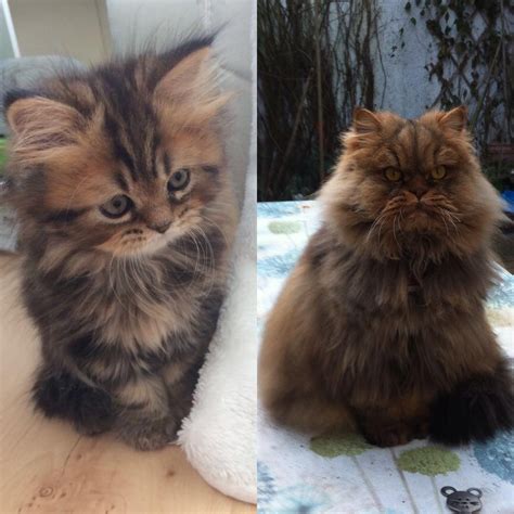 He grew so fast : r/FromKittenToCat