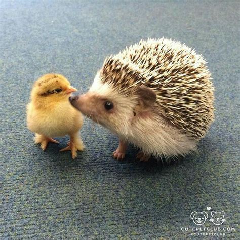 43 best Hedgehog cuteness! ♡ images on Pinterest | Fluffy pets ...