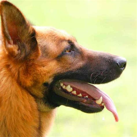 Grooming German Shepherd Dogs | Pride+Groom