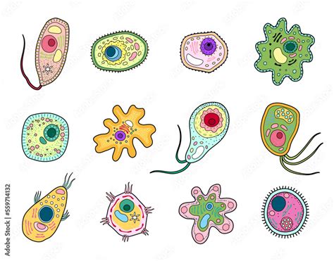 Protista Protozoa Or Amoeba Microorganism Ameba Cells And Unicellular