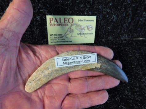 6" Sabercat Tooth K9 - Fossils & Artifacts for Sale | Paleo Enterprises