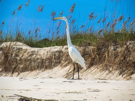 10 Best Beaches In Charleston South Carolina The Crazy Tourist