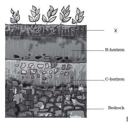 Draw A Neat And Labelled Diagram Of Soil Profile