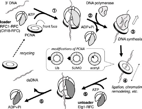 Figure 2 From Control Of Genome Integrity By Rfc Complexes Conductors