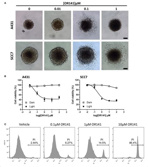 Cytotoxicity Of Or141 In 3d Tumor Spheroids Spheroids Obtained From Download Scientific