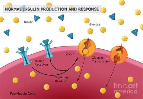 Onde A Insulina É Produzida - Onde É Produzida A Insulina E O Glucagon? – QFBI