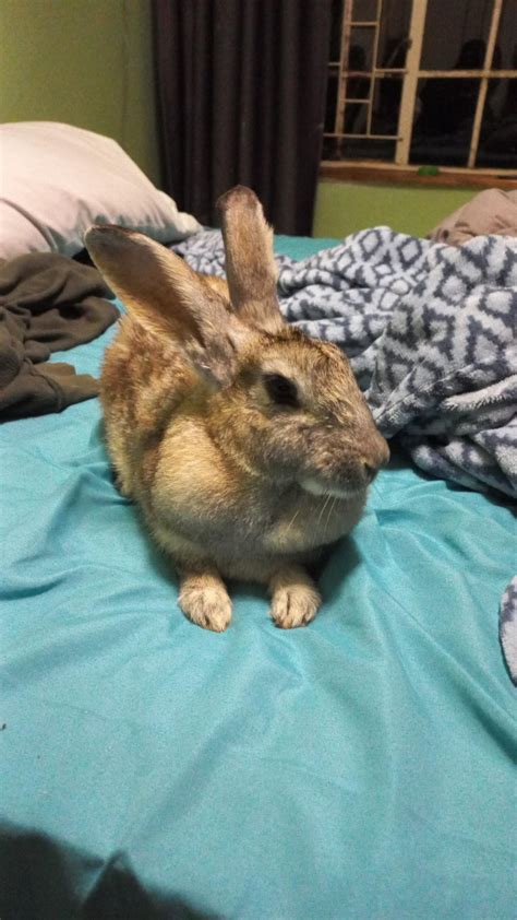 [UPDATE] Rescue rabbit. : r/Rabbits