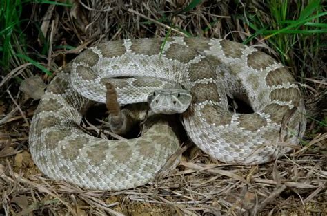 10 Different Types Of Rattlesnakes Naturenibble