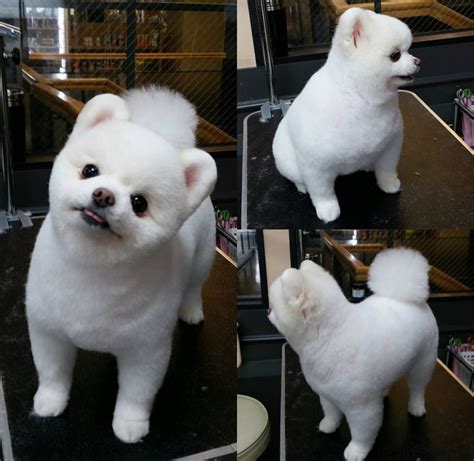 Pomeranian Puppy Grooming