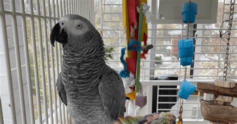 Top Toys to Keep Your African Grey Parrot Entertained!