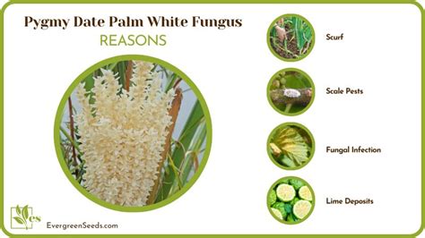 Pygmy Date Palm White Fungus Common Causes And Solutions Evergreen Seeds