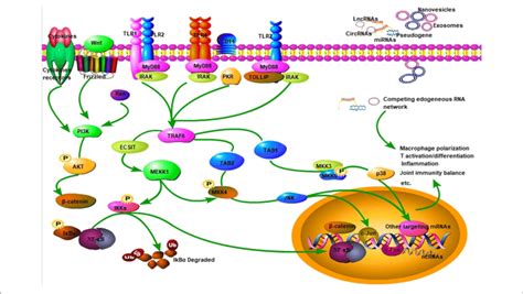 Signaling Pathway Of Ncrnas In Ra Ncrnas Mirna Lncrna Circrna Download Scientific