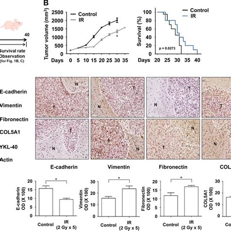 An Orthotopic Xenograft Mouse Model With Gbm Cells And Cranial