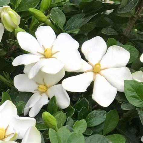 Gardenia Kleim S Hardy Hahira Nursery Buy Georgia Plants Online