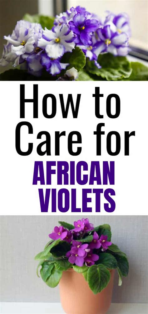 How To Care For African Violets - Sunny Home Gardens