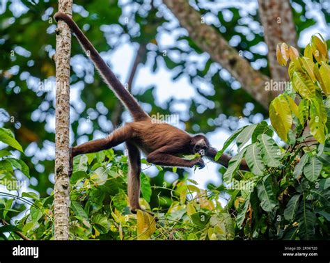 A critically endangered Brown Spider Monkey (Ateles hybridus) foraging ...