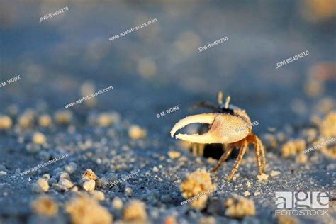 Atlantic Sand Fiddler Sand Fiddler Crab Uca Pugilator Male Usa