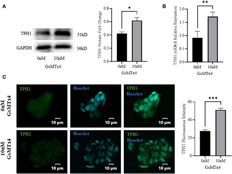 Frontiers Examination Of The Mechanism Of Piezo Ion Channel In Ht