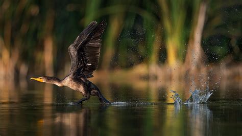 Wallpaper Birds Animals Water Nature Reflection Wildlife Bird