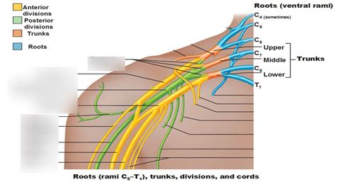 Diagram Of Brachial Plexus Quizlet