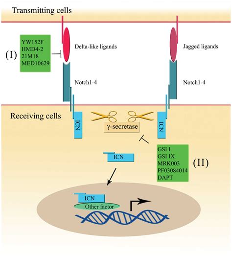 Notch And Wnt Signaling Pathway In Cancer Crucial Role And Potential