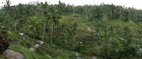 Ubud Coffee With A View Mazyen Flickr