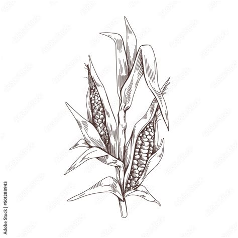 Corn Leaf Drawing at Deon Roden blog