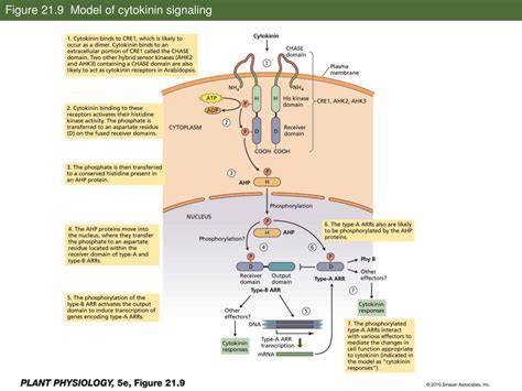 Cytokinin Signaling Pathway