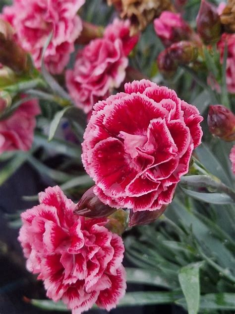 Dianthus Scent First Sugar Plum Proctors Nursery