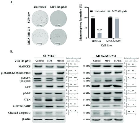 Marcks Promotes Mammosphere Formation Of Ibc Cells Compared To Nibc And