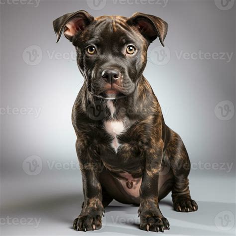 Cute black and brown pitbull 28736534 Stock Photo at Vecteezy