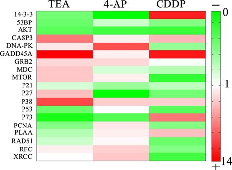 Heatmap Visualization Of Rt Qpcr Analysis Of Mrna Levels In The Hela