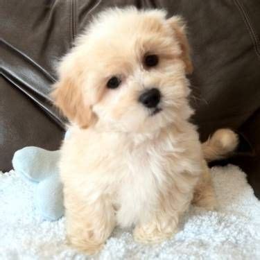 Bichon Pomeranian Mix Puppies For Sale - Pets Lovers